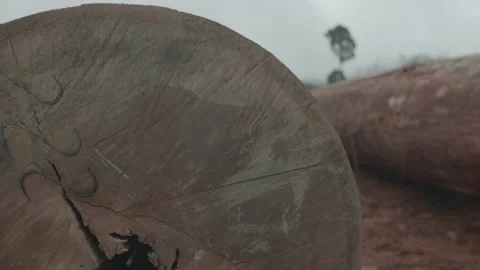 Moving Through Logged Trees from Rainforest Stock Footage 195278812
