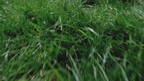 Moving through long grass from a low wide angle perspective Stock Footage 206528889