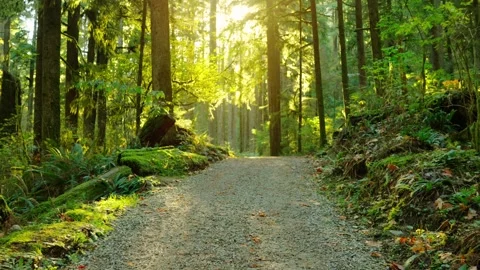 Moving through the lush green forest along the path. Stunning Canadian nature. Video stock 260357383