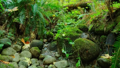 Moving through the lush green forest along the brook. British Columbia, Canada. Stock Footage 273028490