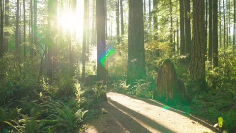 Moving through the lush green forest along the path. Stunning Canadian nature. Stock Footage 278892825
