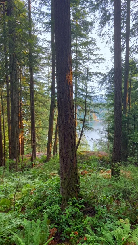 Moving through the lush green forest. Stunning Canadian nature. Stock Footage 285852912