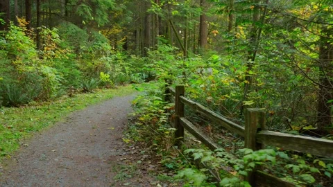 Moving through the lush green forest along the path. Stunning Canadian nature. Stock Footage 311869357