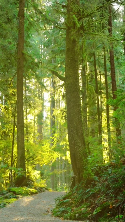Moving through the lush green forest along the path. Stunning Canadian nature. Stock Footage 314893213