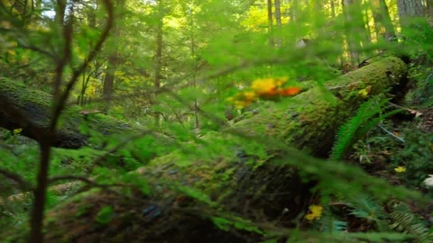 Moving through the lush green forest. Stunning Canadian nature. Stock Footage 315772743