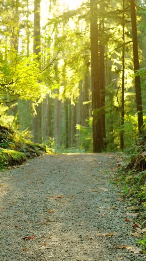 Moving through the lush green forest along the path. Stunning Canadian nature. Stock Footage 320400210