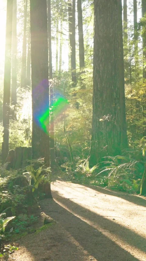 Moving through the lush green forest along the path. Stunning Canadian nature. Stock Footage 342833276