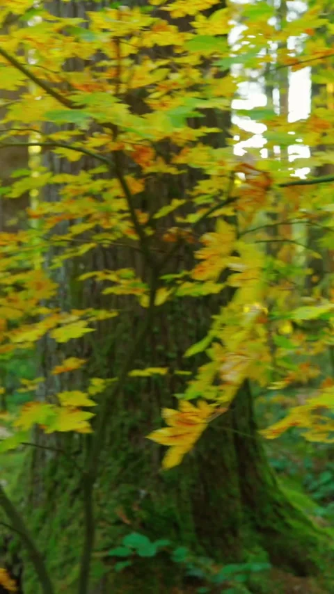 Moving through the lush green forest. Stunning Canadian nature. Stock Footage 342834583
