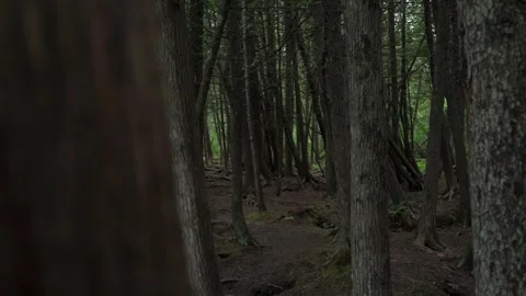 Moving Through Moody Forest Around Tree Stock Footage 285676196