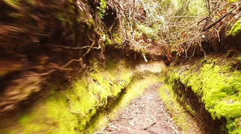 Moving through a Mossy Ravine Stock-Footage 60427610