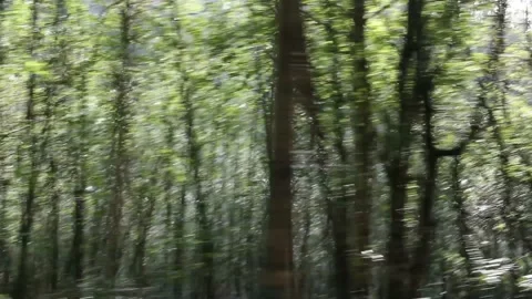 Moving through nature in daylight Stock Footage 219251407