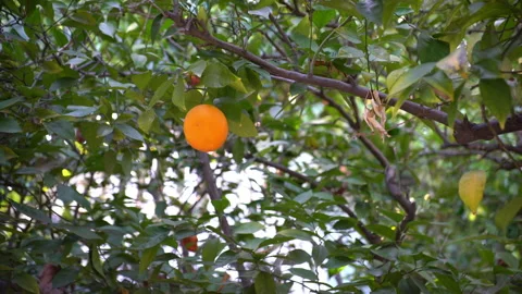 Moving through orange fruit trees. Looking up at ripe orange Stock Footage 140213721