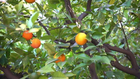 Moving through orange fruit trees. Looking up at ripe orange Stock Footage 140214284