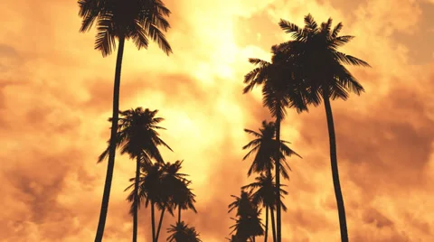 Moving through palm trees - firesky Stock Footage 36240576