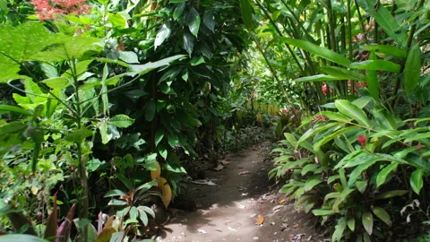 Moving through path with lush tropical greenery Stock Footage 307080653