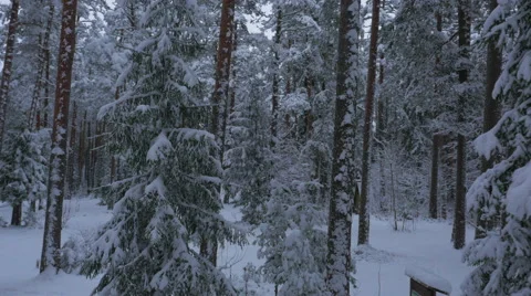 Moving through Pine Forest Covered with Snow at Winter Time. Stock Footage 65413954