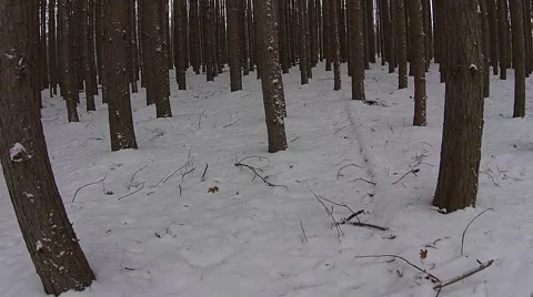 Moving through pine forest Stock Footage 44266828