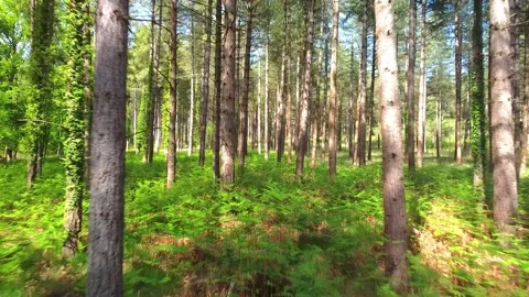Moving through a Pine Forest Stock Footage 156801387