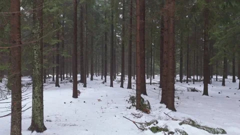 Moving through a pine forest with snow-covered ground, the video captures t.. Stock Footage 263954588