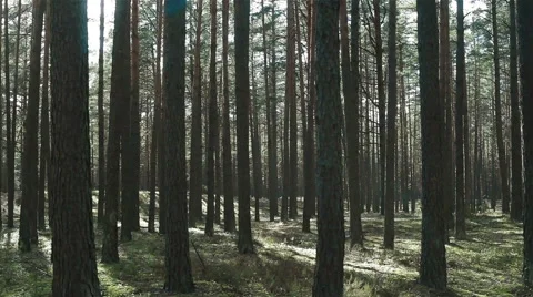 Moving through pine trees forest full of light Stock Footage 59108776