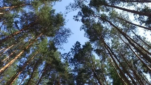 Moving through pine trees forest Video stock 73970995