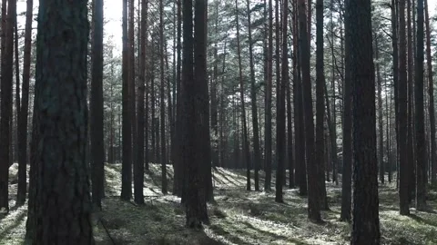Moving through pine trees forest full of light Stock Footage 142382476