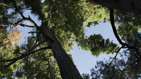 Moving through pine treetops Stock Footage 158962846