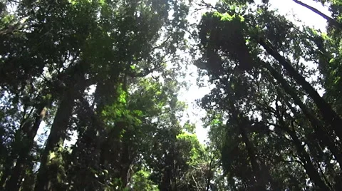 Moving Through The Rainforest Canopy Stock Footage 57333161