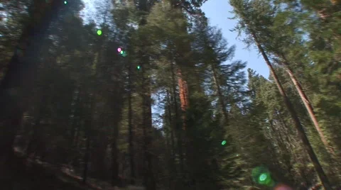 Moving through redwoods 1 Stock Footage 476832