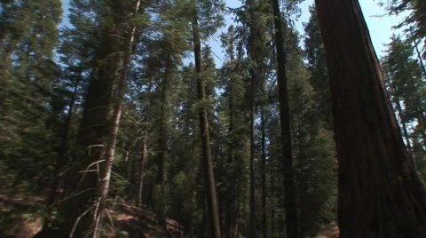 Moving through redwoods 2 Stock Footage 476828