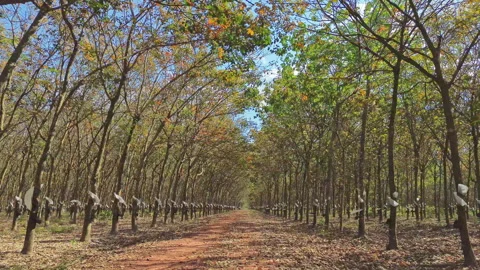 Moving Through Rows of Rubber Trees, Rubber Plantation in Southern Vietnam Stock Footage 329914125