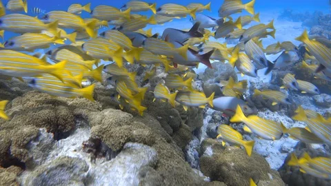 Moving through school of bluestripe snapper fishes on coral reef. Maldives. 4K Stock Footage 128591785