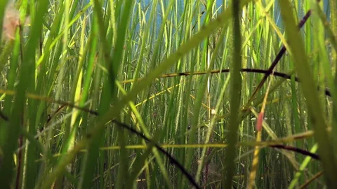 Moving through seagrass Stock Footage 122288814