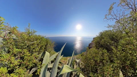 Moving through sharp, spiky cactus leaves on a coastal cliff, revealing a sunlit Stock Footage 291515912