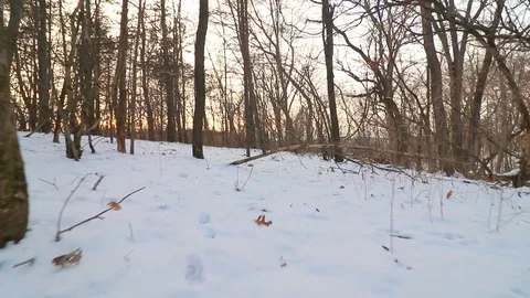 Moving through the snow covered forest in rural Iowa at sunset. 스톡 동영상 120488926