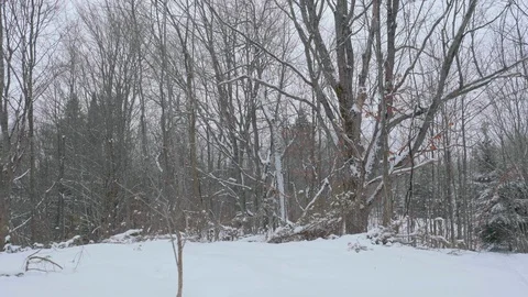 Moving through snow covered winter forest 01 스톡 동영상 100879572