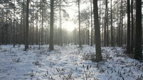 Moving through snowy forest Stock Footage 230985052