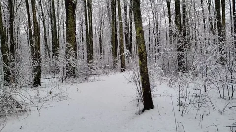Moving through snowy forest path in 4K slow motion Stock Footage 106142823