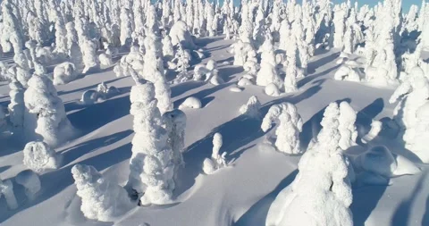 Moving through a snowy taiga forest in Riisitunturi National Park Stock Footage 218238633