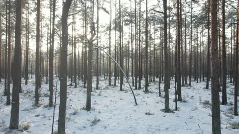 Moving through snowy winter forest Stock Footage 230985051