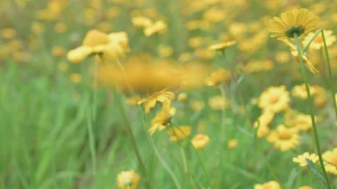 Moving Through Spring Yellow Wild Flowers Stock Footage 159130422