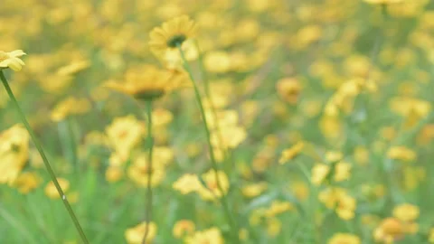 Moving Through Spring Yellow Wild Flowers Stock Footage 159131171