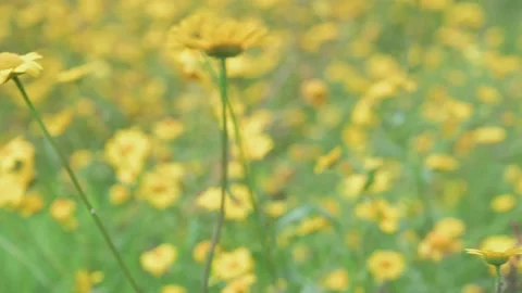 Moving Through Spring Yellow Wild Flowers Stock Footage 159132292