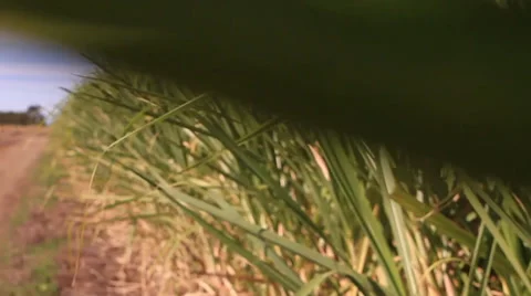 Moving through sugar cane leaves 库存影片 39566557