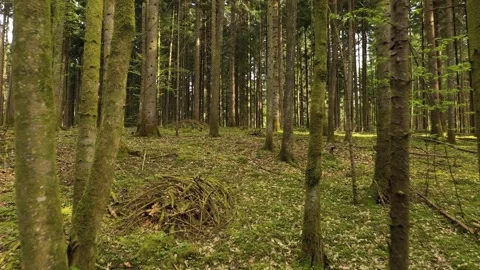 Moving through summer season forest landscape Stock Footage 337365296