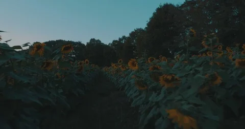 Moving through a sunflower field Stock Footage 80455232