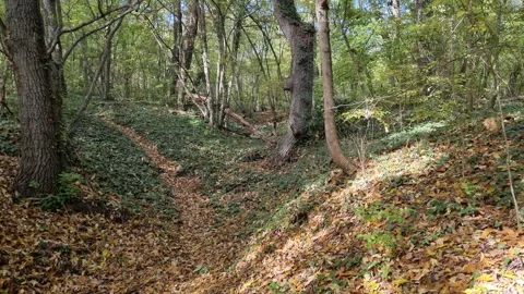 Moving through sunny forest path surrounded by green trees Stock Footage 320335357