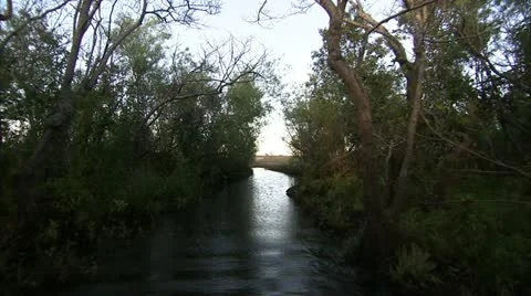 Moving through swamp Video stock 12761442