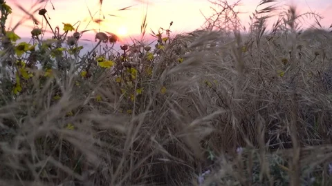 Moving through tall grass with flowers to see beautifull sunset over the sea Stock Footage