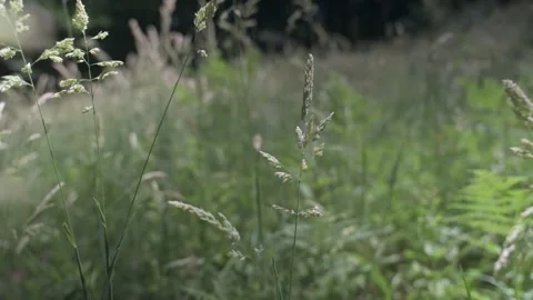 Moving through tall grass. Passing through grassy plains and plants. Stock Footage 247817396